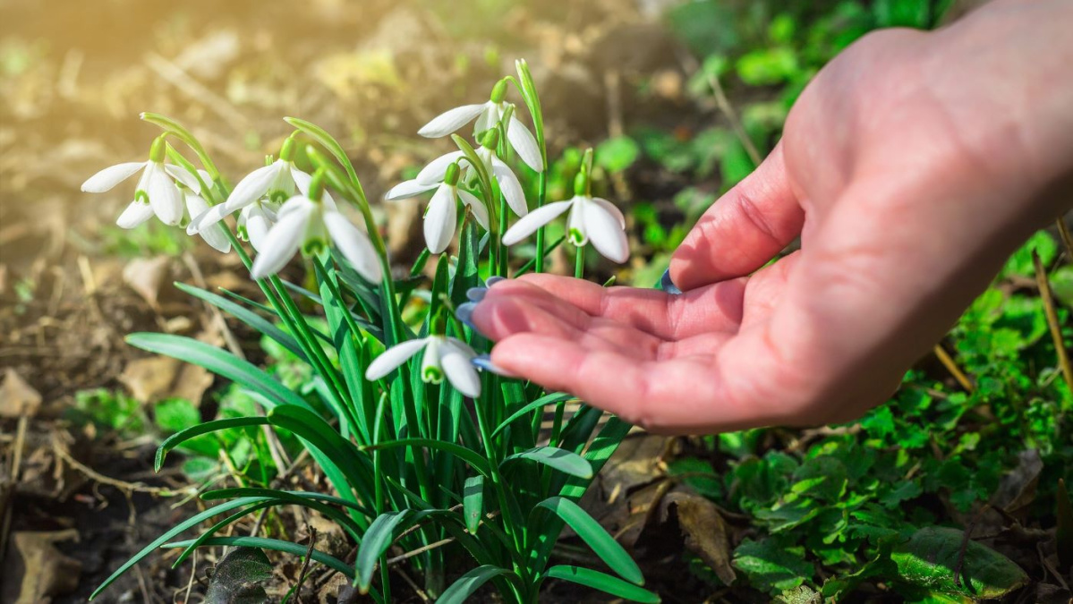 Culesul ghioceilor, interzis în Germania