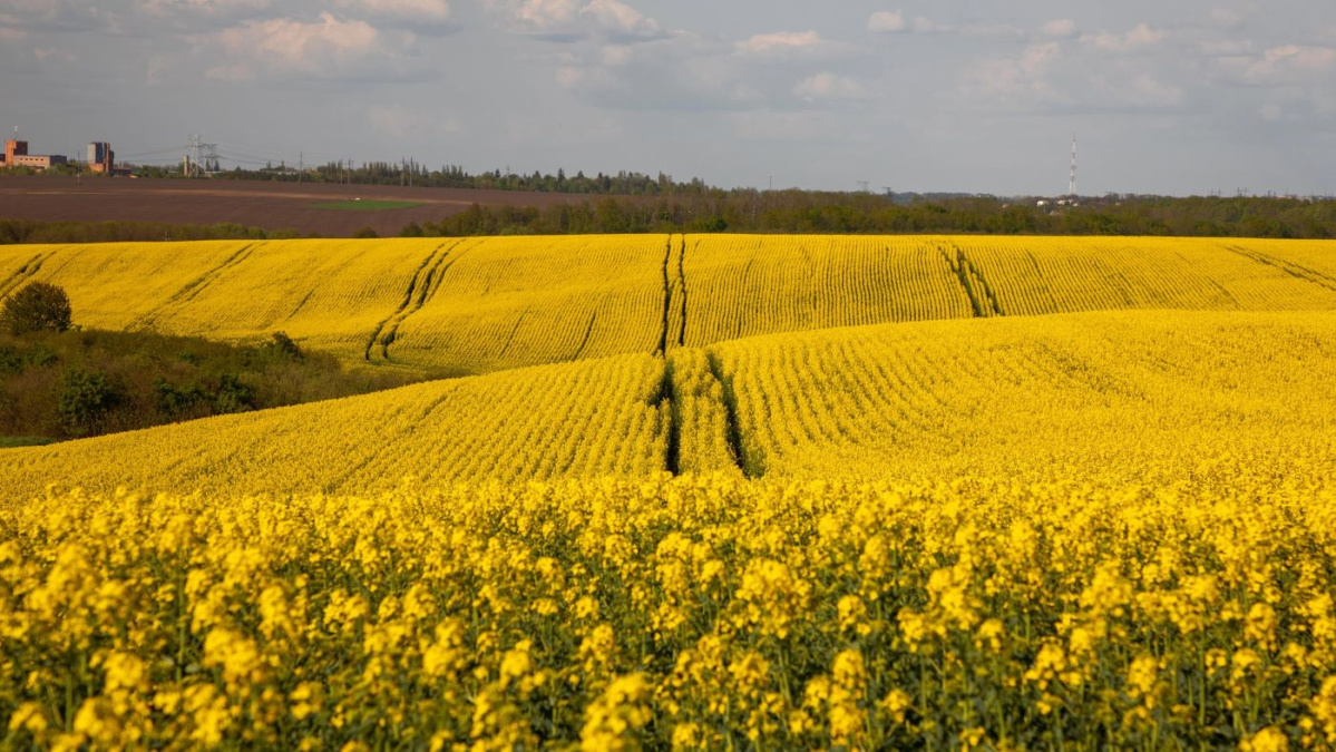 România, principalul furnizor de rapiță pentru Germania