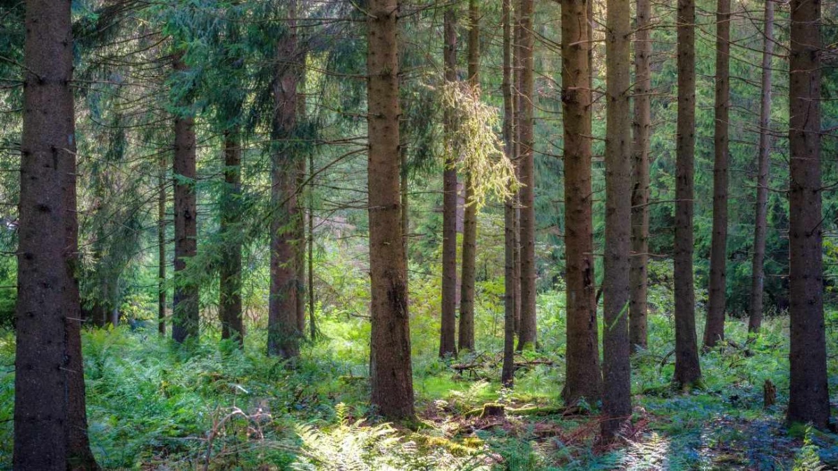 Germania plătește 2 mld euro pentru protecția pădurilor
